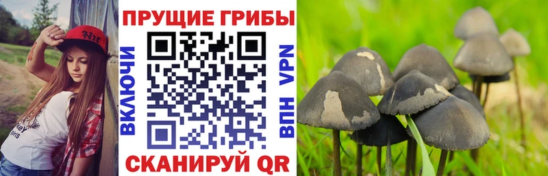 shop какой сайт  Белоозёрский  Галлюциногенные грибы MAGIC MUSHROOMS 